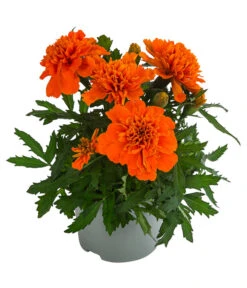 Studentenblume, Verschiedene Farben