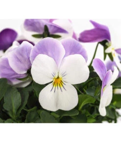 Beet- & Balkonpflanzen-Set Frühlingsfreude, 6-teilig 15 Beet- & Balkonpflanzen-Set Frühlingsfreude, 6-teilig -Gartenladen Im Freien 8808685 WE DE 002 ViolaCornutaWeissViola