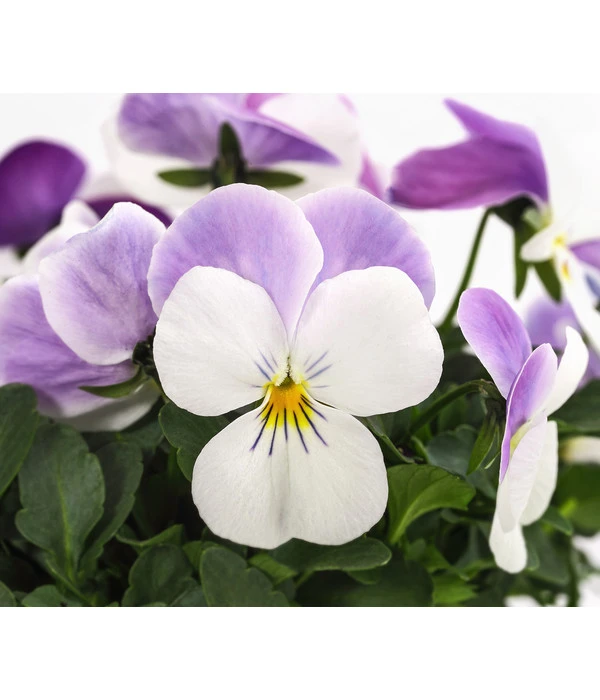 Beet- & Balkonpflanzen-Set Frühlingsfreude, 6-teilig 8 Beet- & Balkonpflanzen-Set Frühlingsfreude, 6-teilig – Bild 8