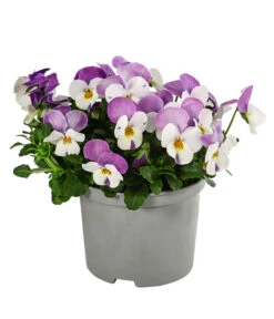 Beet- & Balkonpflanzen-Set Frühlingsfreude, 6-teilig 11 Beet- & Balkonpflanzen-Set Frühlingsfreude, 6-teilig -Gartenladen Im Freien 8808685 WE FS 003 ViolaCornutaSFGelbWeissRosa10FJDehnerExpressHerzig