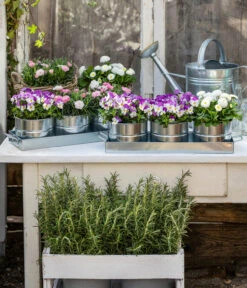 Gänseblümchen, Gefüllt 12 Gänseblümchen, Gefüllt -Gartenladen Im Freien 8808685 WE MO 001 HornveilchenBellisNelke