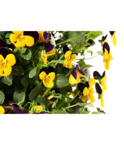 Wandhänger Mit Hornveilchen, Verschiedene Sorten -Gartenladen Im Freien 8809048 WE DE 001 ViolaWandhaenger