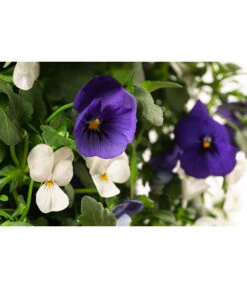 Wandhänger Mit Hornveilchen, Verschiedene Sorten -Gartenladen Im Freien 8809048 WE DE 002 ViolaWandhaenger