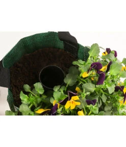 Wandhänger Mit Hornveilchen, Verschiedene Sorten -Gartenladen Im Freien 8809048 WE DE 003 ViolaWandhaenger