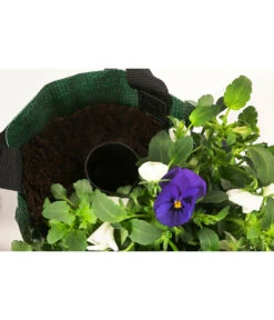 Wandhänger Mit Hornveilchen, Verschiedene Sorten -Gartenladen Im Freien 8809048 WE DE 004 ViolaWandhaenger