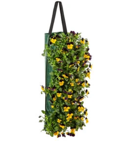 Wandhänger Mit Hornveilchen, Verschiedene Sorten