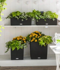 Süßkartoffel, Verschiedene Farben -Gartenladen Im Freien 8809592 8824500 WE MO 001 SuteraSchneefloeckchenWeiss GC07 2022 01