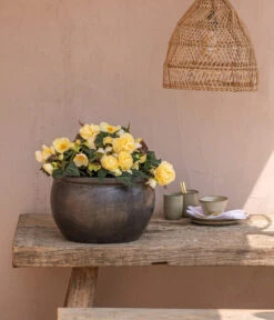 Hängebegonie 'Champagner' -Gartenladen Im Freien 8809709 8504383 WE MO 002 HaengebegonieChampagner