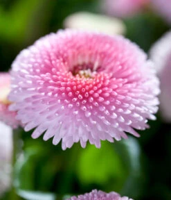 Beet- & Balkonpflanzen-Set Frühlingsfreude, 6-teilig 14 Beet- & Balkonpflanzen-Set Frühlingsfreude, 6-teilig -Gartenladen Im Freien 8809857 WE DE 005 BellisRosaErdbeersahneGaensebluemchenSonderfarben