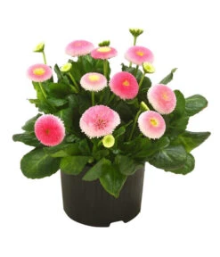 Beet- & Balkonpflanzen-Set Frühlingsfreude, 6-teilig 10 Beet- & Balkonpflanzen-Set Frühlingsfreude, 6-teilig -Gartenladen Im Freien 8809857 WE FS 001 BellisSonderfarbenGaensebluemchenSofaErdbeersahne