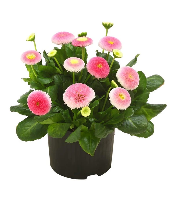 Beet- & Balkonpflanzen-Set Frühlingsfreude, 6-teilig 3 Beet- & Balkonpflanzen-Set Frühlingsfreude, 6-teilig – Bild 3