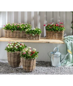 Gänseblümchen, Gefüllt 10 Gänseblümchen, Gefüllt -Gartenladen Im Freien 8809857 WE MO 001 BellisErdbeersahneGaensebluemchengefuellt