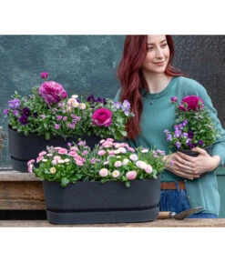 Ranunkel, Verschiedene Farben 28 Ranunkel, Verschiedene Farben -Gartenladen Im Freien 8809857 WE MO 001 FruehlingRosa