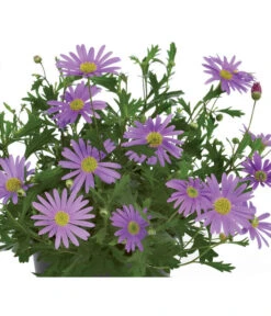 Blaues Gänseblümchen -Gartenladen Im Freien 8809931 BildFS 001 BlauesGaensebluemchenBrachyscomeMultifBlau