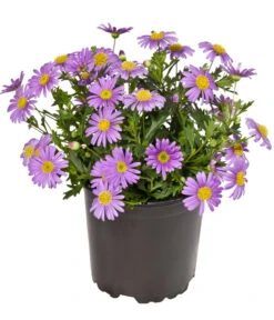 Blaues Gänseblümchen