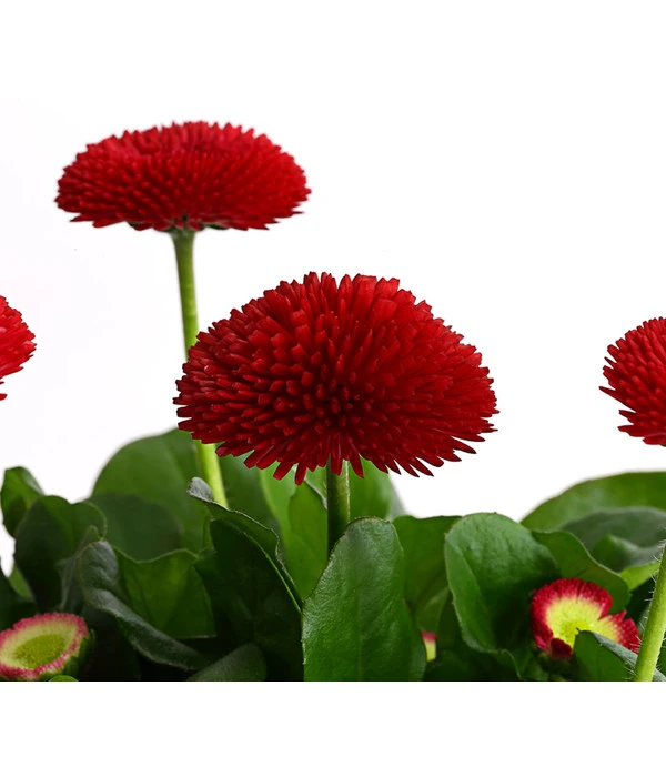 Gänseblümchen, Gefüllt 8 Gänseblümchen, Gefüllt – Bild 8