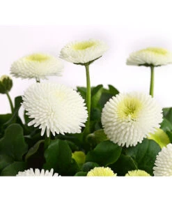 Gänseblümchen, Gefüllt 14 Gänseblümchen, Gefüllt -Gartenladen Im Freien 8810079 PR DE 003 BellisGefuelltT11DehnerExpressHerzig