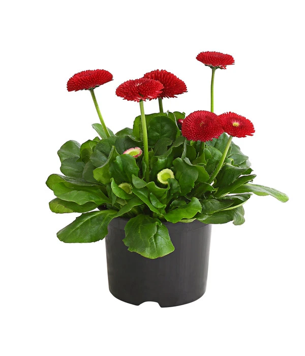 Gänseblümchen, Gefüllt 2 Gänseblümchen, Gefüllt – Bild 2