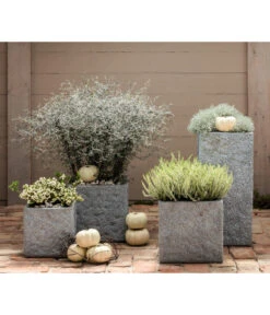 Zickzackstrauch -Gartenladen Im Freien 8811184 7084932 8805913 WE MO 001 Zickzackstrauch Gitterkraut Knospenheide