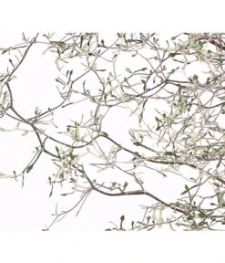 Zickzackstrauch -Gartenladen Im Freien 8811184 WE DE 001 CorokiaCotoneasterZickzackstrauchT12DehnerExpressHerzig