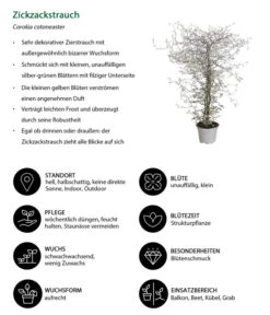 Zickzackstrauch -Gartenladen Im Freien 8811184 WE IG 001 CorokiaCotoneasterZickzackstrauchT12DehnerExpressHerzig