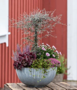 Zickzackstrauch -Gartenladen Im Freien 8811184 WE MO 001 Herbstarrangement