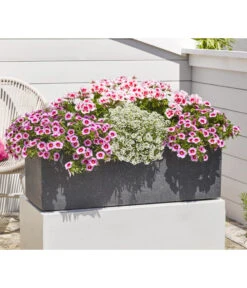 Minihängepetunie 'Rosenauge' -Gartenladen Im Freien 8812992 8809568 8809568 8815938 WE MO 001 GeranieStehendSmokeyEye LobulariaSnowPrincess MinihaengepetunieRosenauge