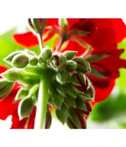 Bodendeckergeranie 'Rubin' -Gartenladen Im Freien 8813008 PR DE 004 GeranieRubinCalliopeXXLDarkRedSyngenta