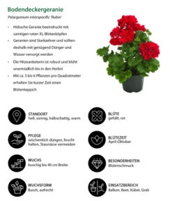 Bodendeckergeranie 'Rubin' -Gartenladen Im Freien 8813008 WE IG 001 Bodendeckergeranie