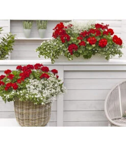 Bodendeckergeranie 'Rubin' -Gartenladen Im Freien 8813008 WE MO 002 GeranieRubinEuphorbiaDiamondfrostRenner