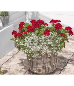 Bodendeckergeranie 'Rubin' -Gartenladen Im Freien 8813008 WE MO 004 GeranieRubinEuphorbiaDiamondfrostRenner