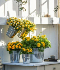 Rosenprimel 'Belarina', Verschiedene Farben 19 Rosenprimel 'Belarina', Verschiedene Farben -Gartenladen Im Freien 8815011 8808214 8806606 WE MO 001 RanunkelHornveilchenRosenprimel