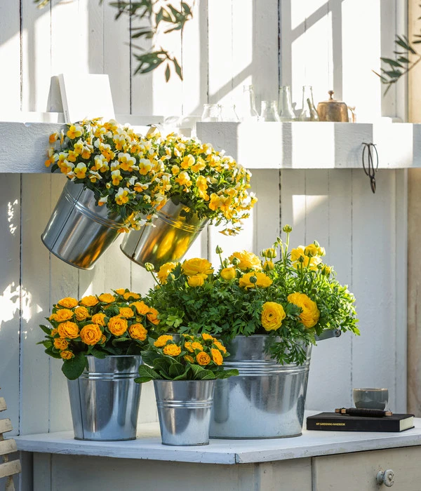 Rosenprimel 'Belarina', Verschiedene Farben 9 Rosenprimel 'Belarina', Verschiedene Farben – Bild 9