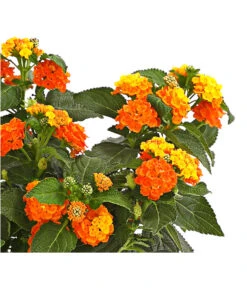 Wandelröschen -Gartenladen Im Freien 8815292 PR de 001 WandelroeschenLantanaCamaraT12DehnerExpressHerzig