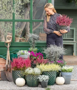 Zickzackstrauch -Gartenladen Im Freien 8815763 WE MO 001 MuecaGitterkrautMuehlenbeckia