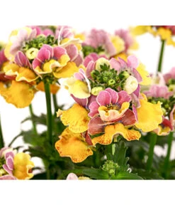 Elfenspiegel, Verschiedene Sorten -Gartenladen Im Freien 8815888 PR DE 001 NemesiaElfenspiegelT11DehnerExpressHerzig