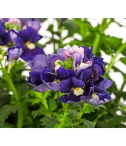 Elfenspiegel, Verschiedene Sorten -Gartenladen Im Freien 8815888 PR DE 002 NemesiaElfenspiegelT11DehnerExpressHerzig