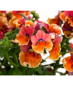 Elfenspiegel, Verschiedene Sorten -Gartenladen Im Freien 8815888 PR DE 003 NemesiaElfenspiegelT11DehnerExpressHerzig