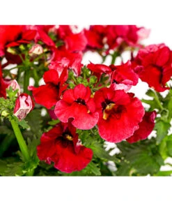 Elfenspiegel, Verschiedene Sorten -Gartenladen Im Freien 8815888 PR DE 004 NemesiaElfenspiegelT11DehnerExpressHerzig