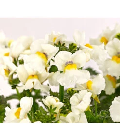 Elfenspiegel, Verschiedene Sorten -Gartenladen Im Freien 8815888 PR DE 006 NemesiaElfenspiegelT11DehnerExpressHerzig