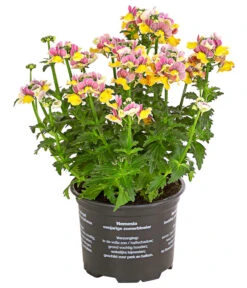 Elfenspiegel, Verschiedene Sorten -Gartenladen Im Freien 8815888 PR FS 001 NemesiaElfenspiegelT11DehnerExpressHerzig