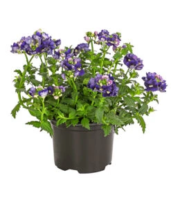 Elfenspiegel, Verschiedene Sorten -Gartenladen Im Freien 8815888 PR FS 002 NemesiaElfenspiegelT11DehnerExpressHerzig