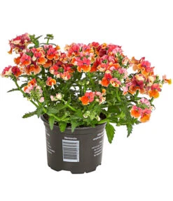 Elfenspiegel, Verschiedene Sorten