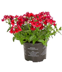 Elfenspiegel, Verschiedene Sorten -Gartenladen Im Freien 8815888 PR FS 004 NemesiaElfenspiegelT11DehnerExpressHerzig