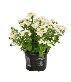 Elfenspiegel, Verschiedene Sorten -Gartenladen Im Freien 8815888 PR FS 006 NemesiaElfenspiegelT11DehnerExpressHerzig