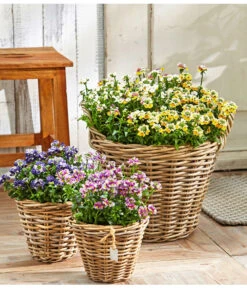 Elfenspiegel, Verschiedene Sorten -Gartenladen Im Freien 8815888 PR MO 001 NemesiaBL18NeuUveSauer