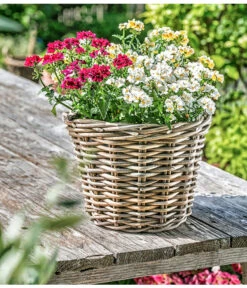 Elfenspiegel, Verschiedene Sorten -Gartenladen Im Freien 8815888 PR MO 014 NemesiaElfenspiegelherzig