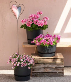 Elho Kunststoff-Topf Greenville, Ca. Ø19/H18 Cm 5 Elho Kunststoff-Topf Greenville, Ca. Ø19/H18 Cm -Gartenladen Im Freien 8815938 6769020 6714232 8811580 8818445 WE MO 001 MHPRosenaugeKnutschfleck 1