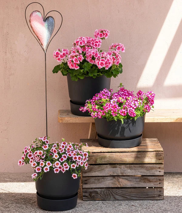 Elho Kunststoff-Topf Greenville, Ca. Ø19/H18 Cm 3 Elho Kunststoff-Topf Greenville, Ca. Ø19/H18 Cm – Bild 3