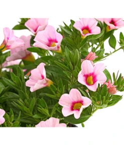 Minihängepetunie 'Rosenauge' -Gartenladen Im Freien 8816639 WE DE 001 MinihaengepetunieCalibrachoaHybrideMixT12OWDehnerExpressHerzig